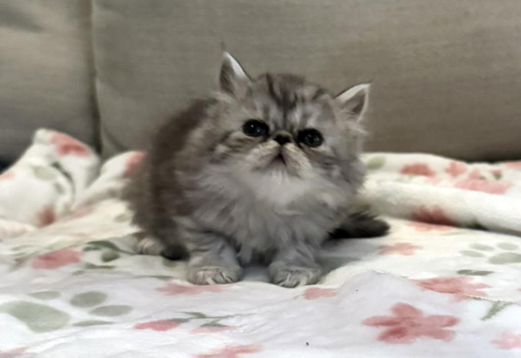 Candi A Beautiful Silver Tabby Girl photo 2