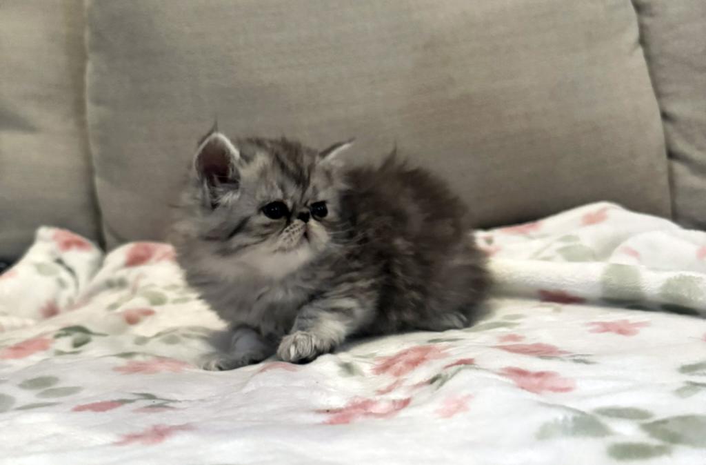 Candi A Beautiful Silver Tabby Girl photo 1
