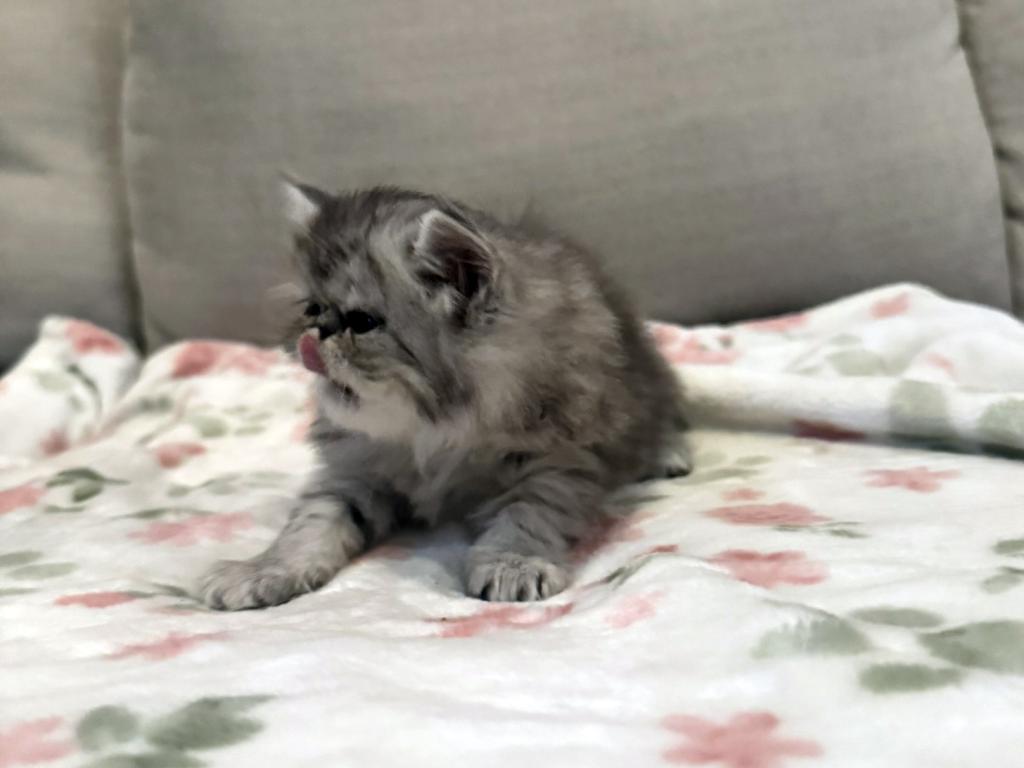 Candi A Beautiful Silver Tabby Girl photo 3
