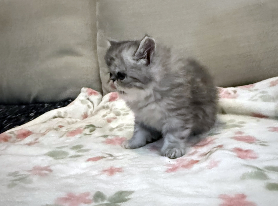 Candi A Beautiful Silver Tabby Girl photo 4