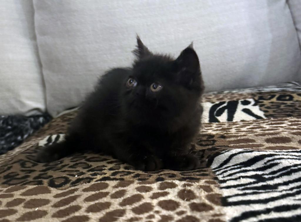 Jack Pumpkin Is A Sweet Solid Black Persian Exotic photo 7