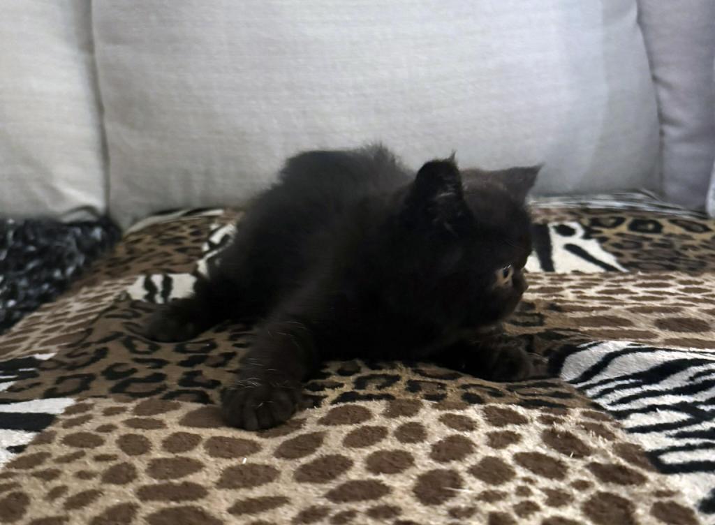 Jack Pumpkin Is A Sweet Solid Black Persian Exotic photo 5