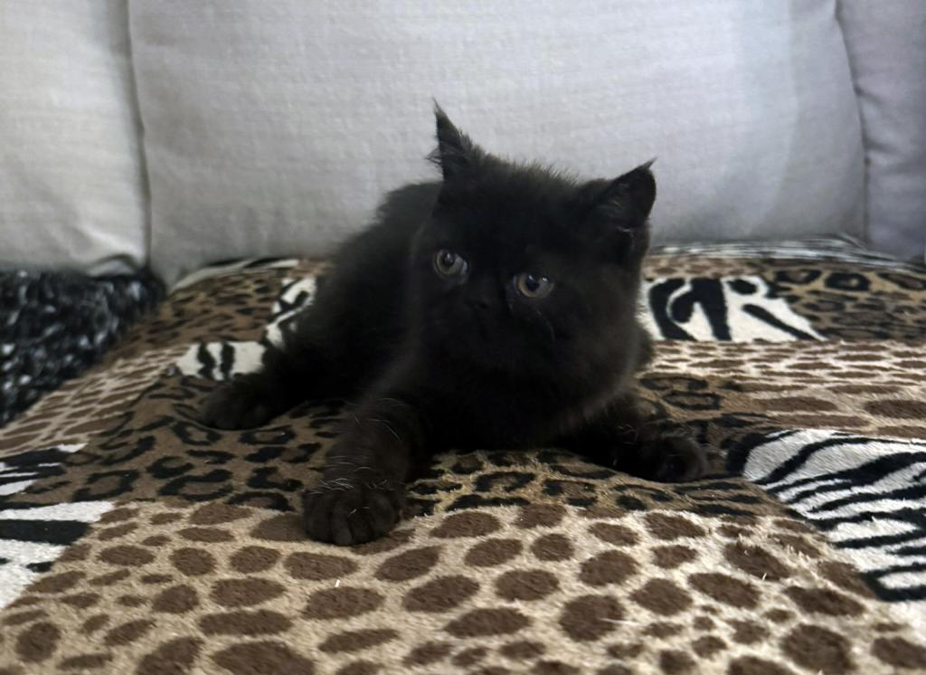 Jack Pumpkin Is A Sweet Solid Black Persian Exotic photo 4