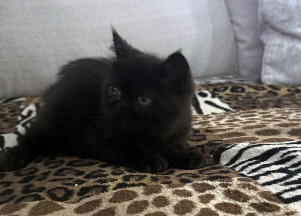Jack Pumpkin Is A Sweet Solid Black Persian Exotic photo 9