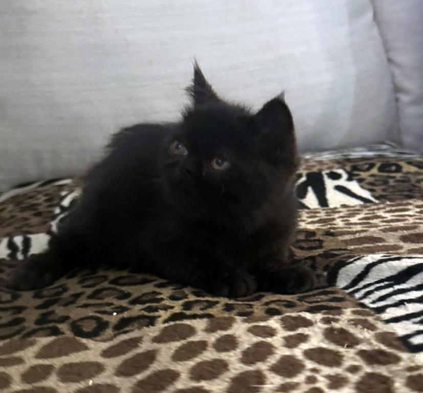 Jack Pumpkin Is A Sweet Solid Black Persian Exotic photo 8
