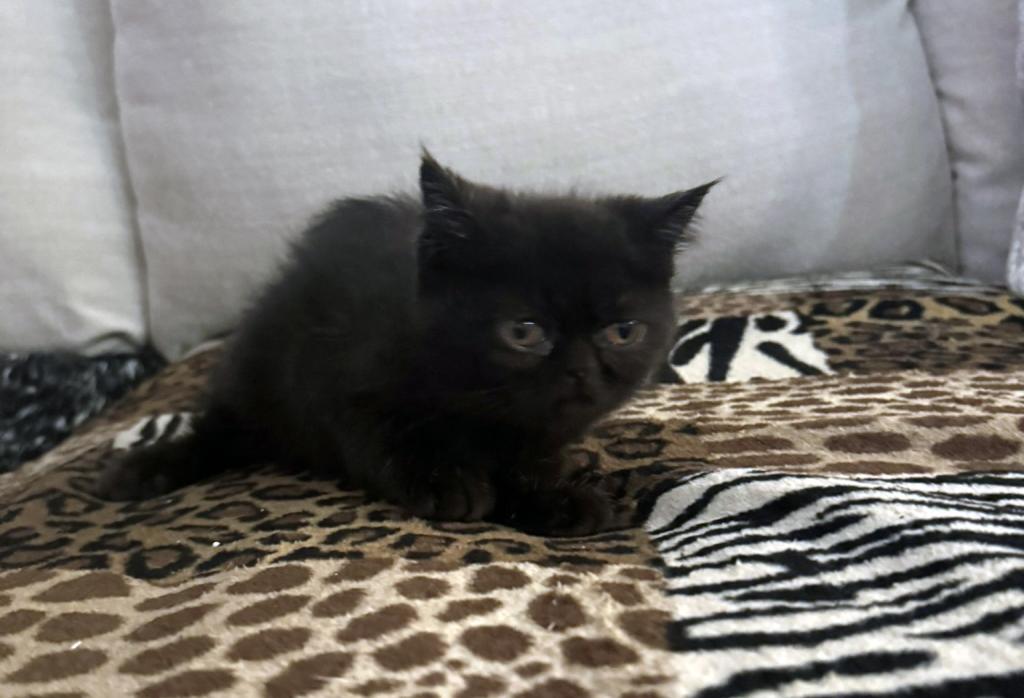 Jack Pumpkin Is A Sweet Solid Black Persian Exotic photo 6