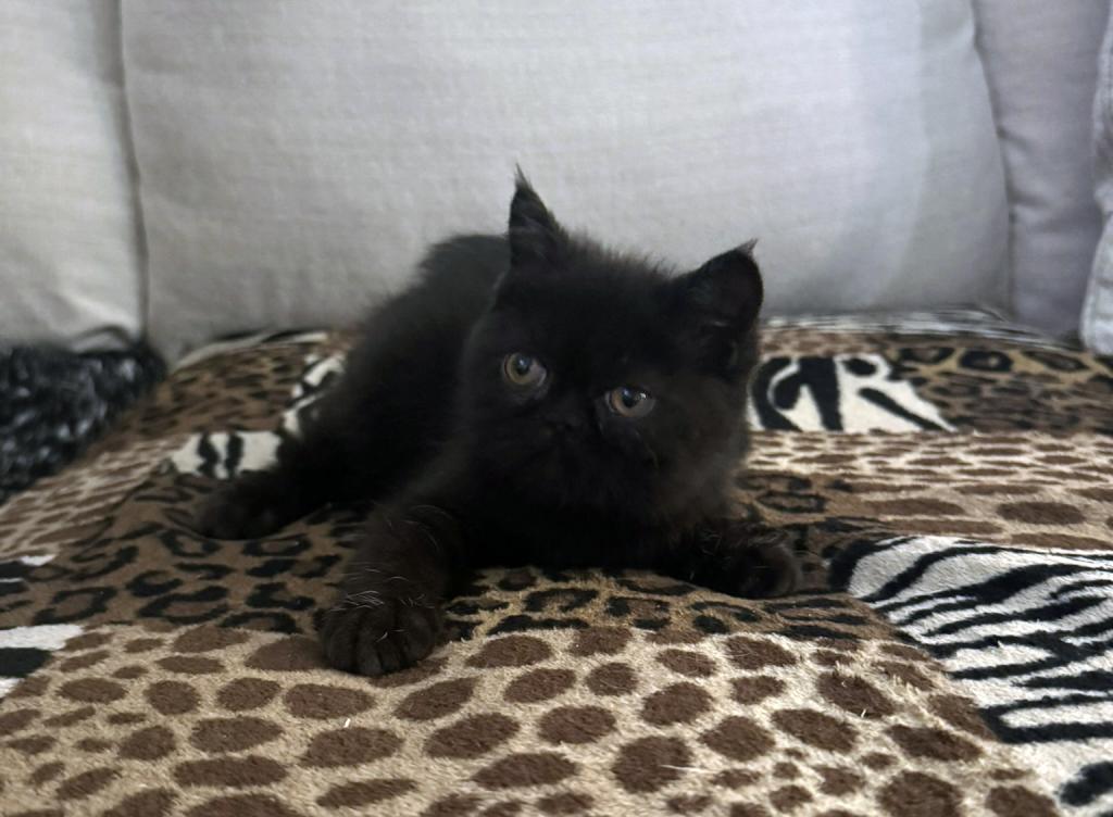 Jack Pumpkin Is A Sweet Solid Black Persian Exotic photo 2