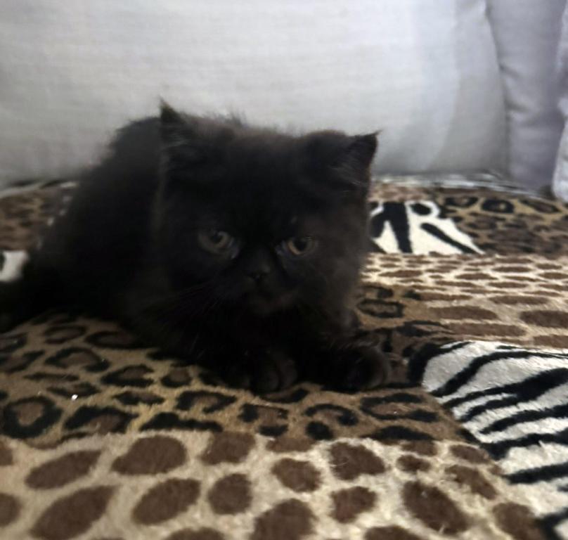 Jack Pumpkin Is A Sweet Solid Black Persian Exotic photo 1