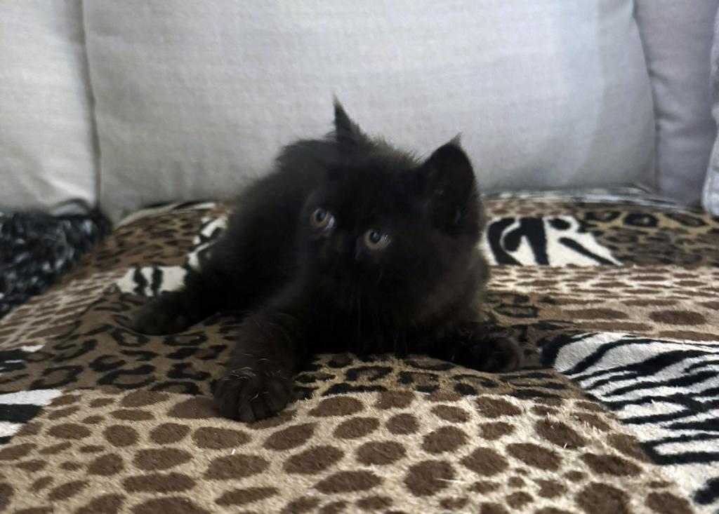 Jack Pumpkin Is A Sweet Solid Black Persian Exotic photo 3