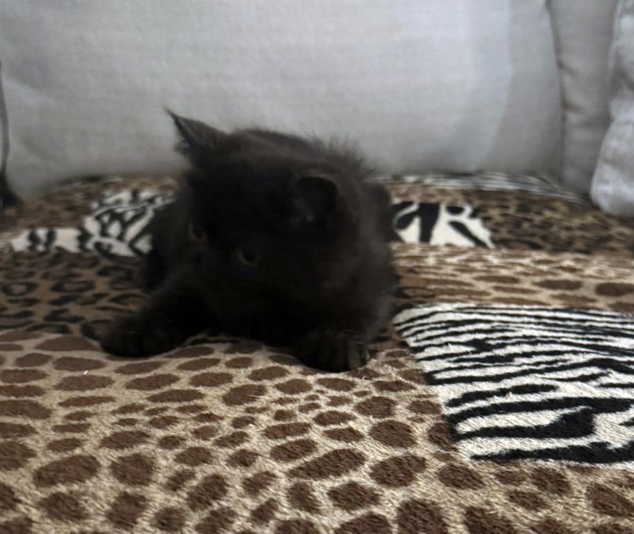 Jack Pumpkin Is A Sweet Solid Black Persian Exotic photo 10