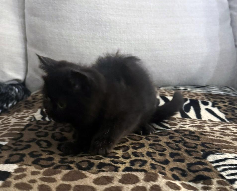 Jack Pumpkin Is A Sweet Solid Black Persian Exotic photo 11