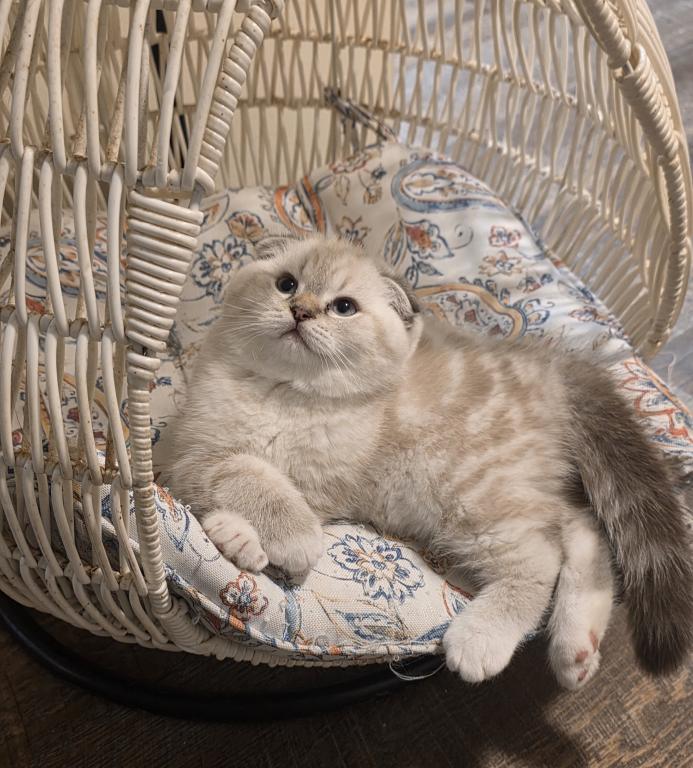 Ragdoll And Scottish Fold photo 8