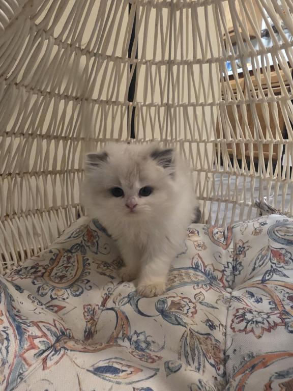 Ragdoll And Scottish Fold photo 2