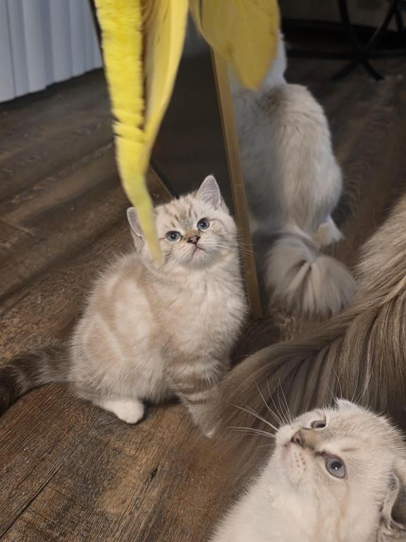 Ragdoll And Scottish Fold photo 3