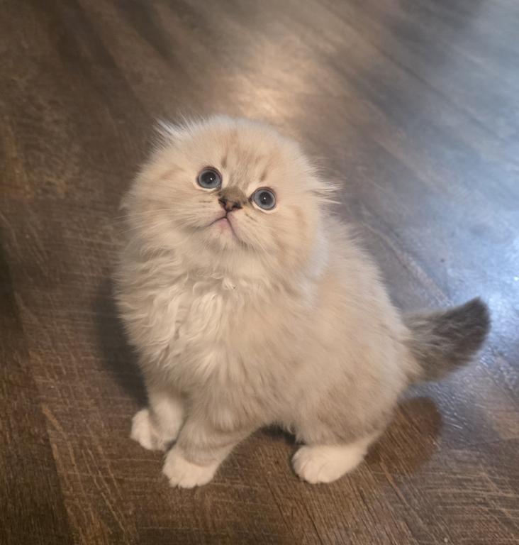Ragdoll And Scottish Fold photo 10