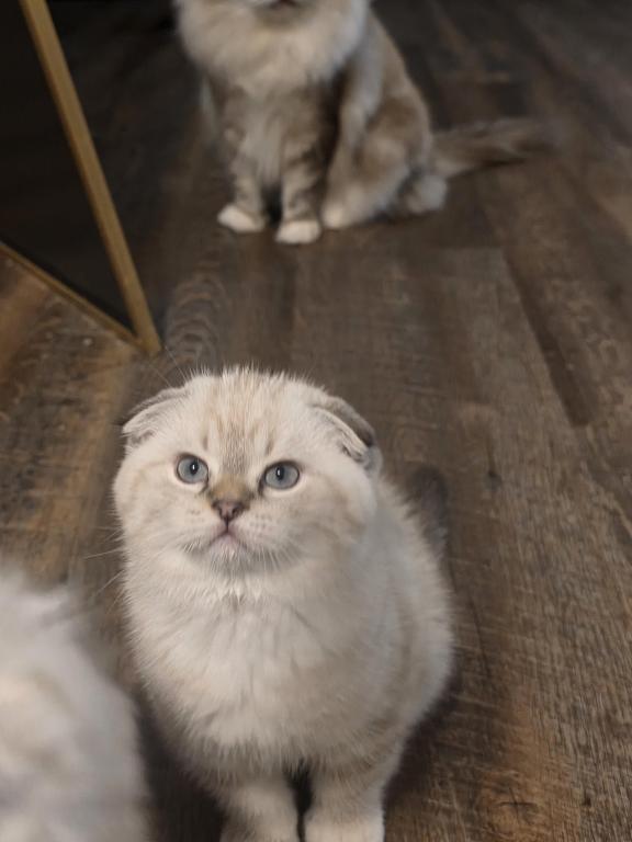 Ragdoll And Scottish Fold photo 4