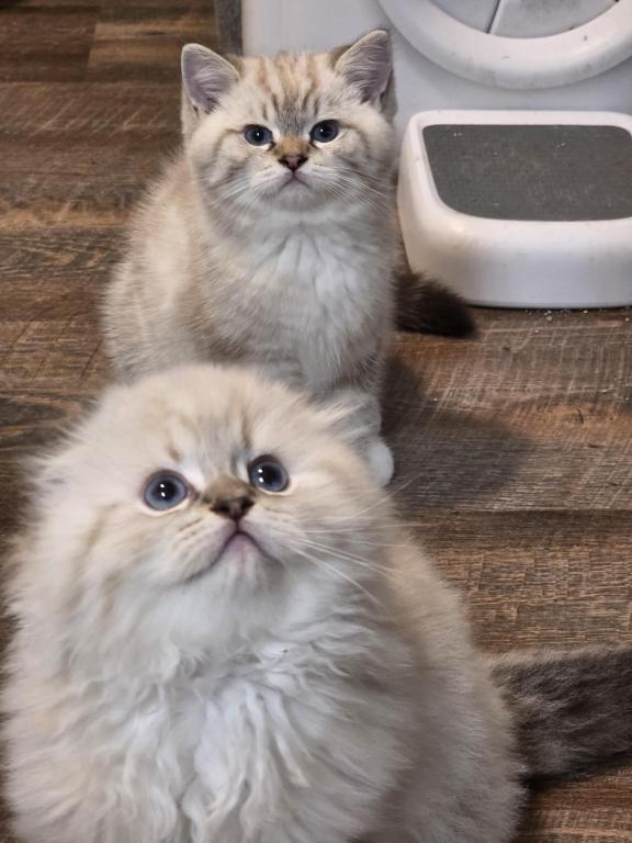 Ragdoll And Scottish Fold photo 7
