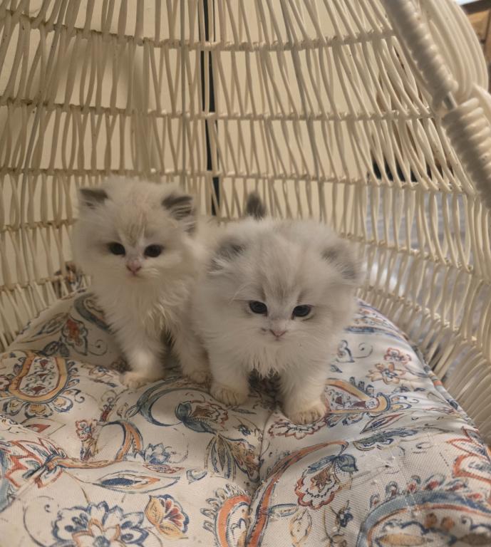 Ragdoll And Scottish Fold photo 9