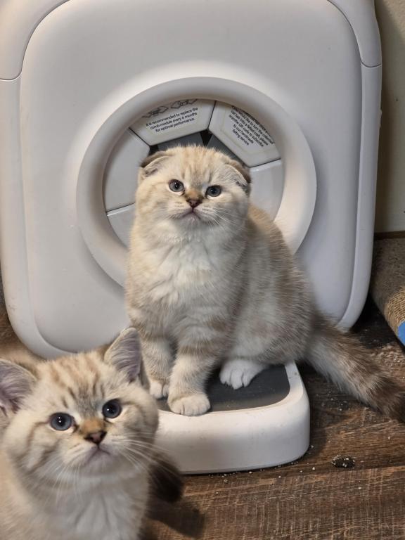 Ragdoll And Scottish Fold photo 5