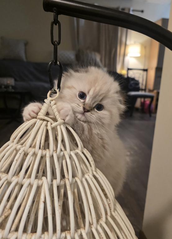 Ragdoll And Scottish Fold photo 14