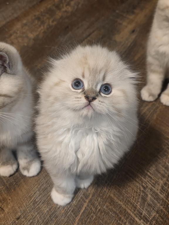 Ragdoll And Scottish Fold photo 1