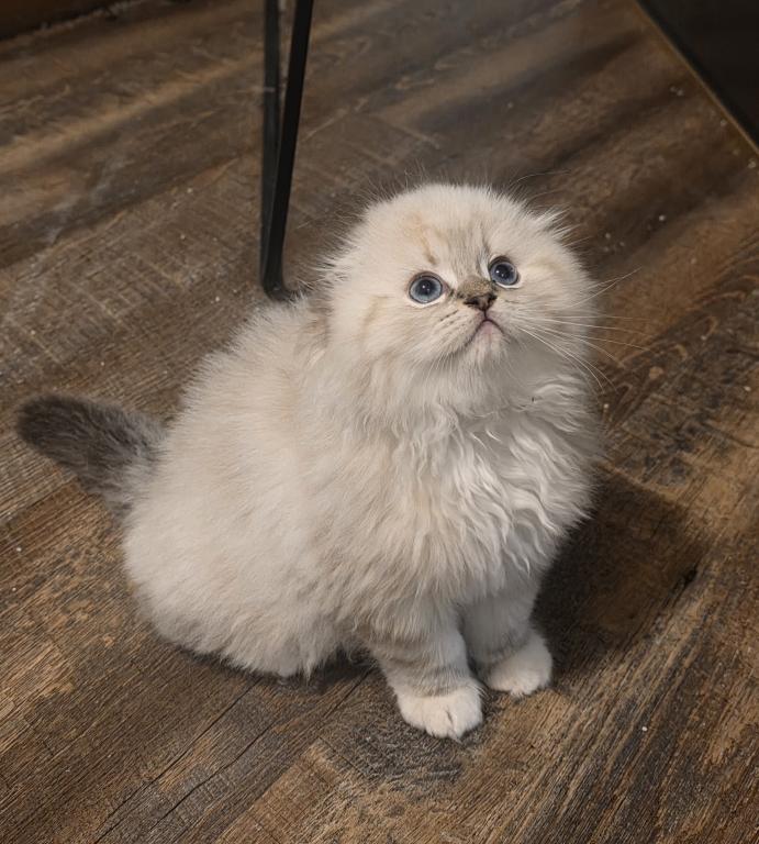 Ragdoll And Scottish Fold photo 13