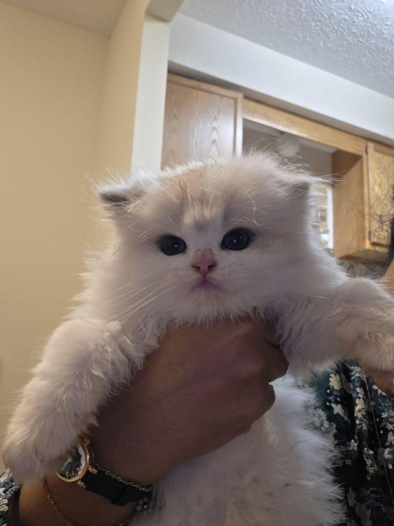 Ragdoll And Scottish Fold photo 6