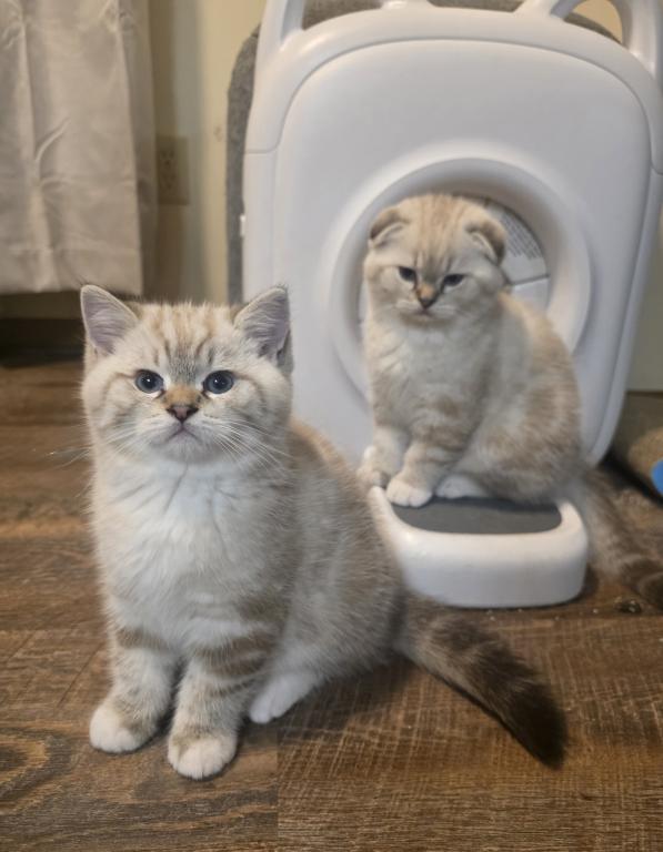 Ragdoll And Scottish Fold photo 11