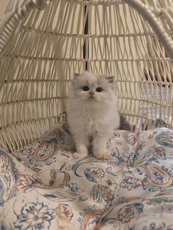 Ragdoll And Scottish Fold photo 12