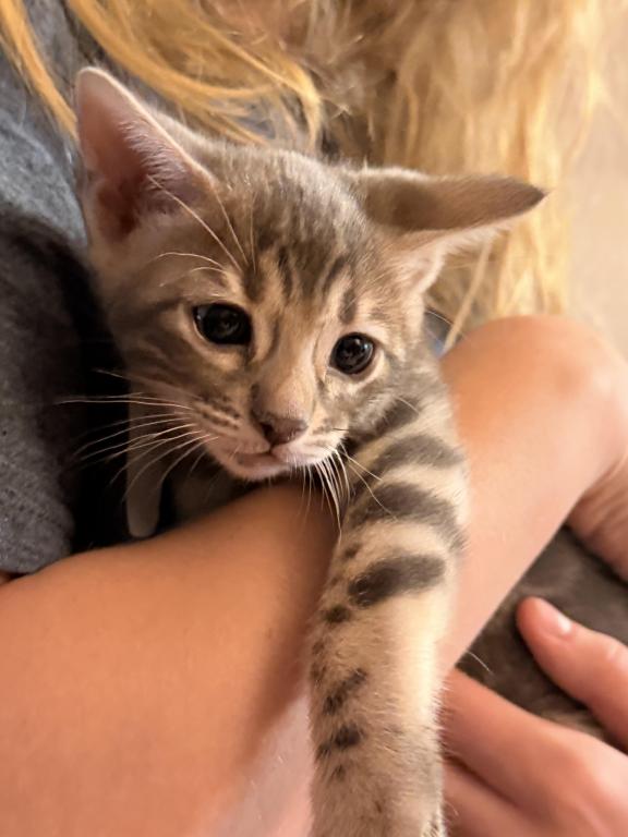 Fashionkitties photo 7