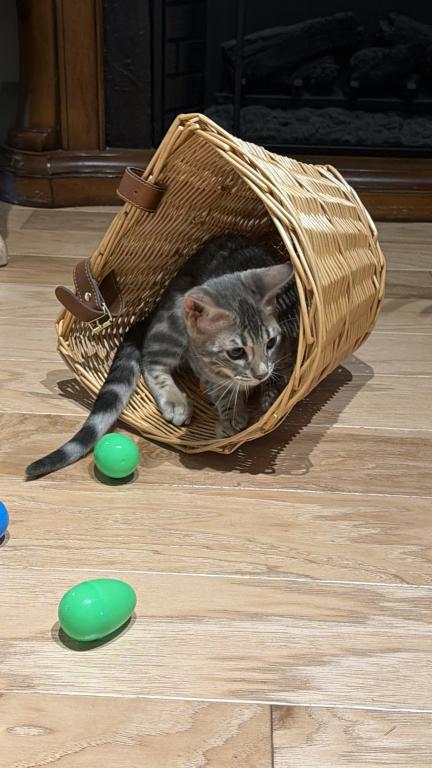 Fashionkitties photo 6