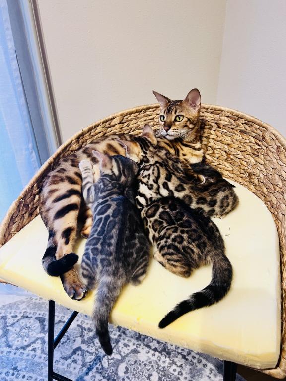 Fashionkitties photo 2