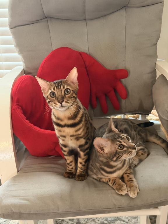 Fashionkitties photo 5