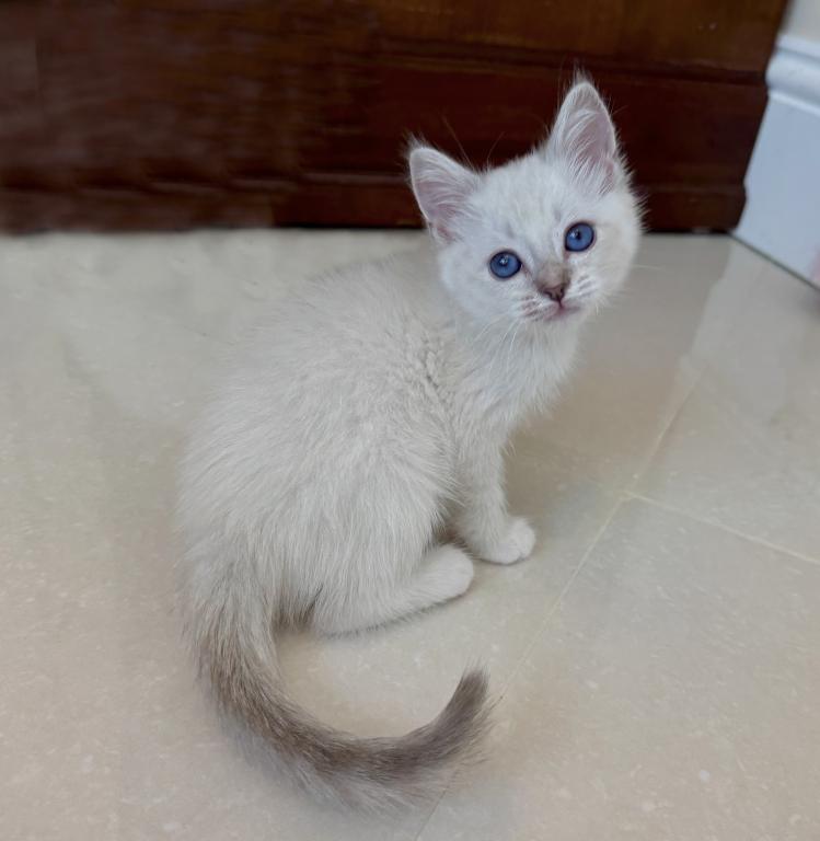 British Shorthair White Seal Point Female photo 1
