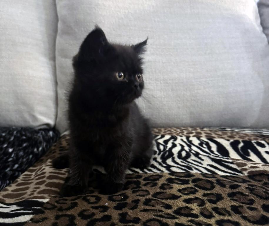 Cocoa Is A Lovely Female Black Ghost Tabby photo 1