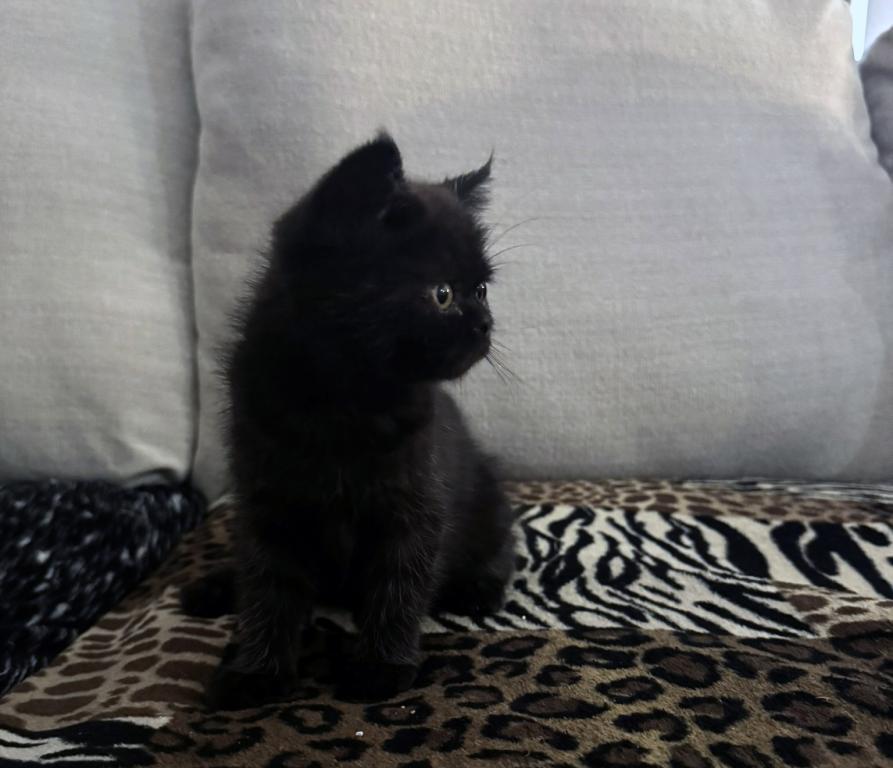 Cocoa Is A Lovely Female Black Ghost Tabby photo 3