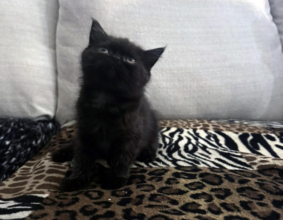 Cocoa Is A Lovely Female Black Ghost Tabby photo 2