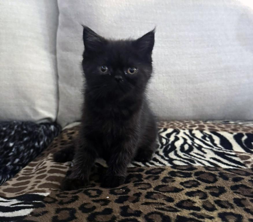 Cocoa Is A Lovely Female Black Ghost Tabby photo 5