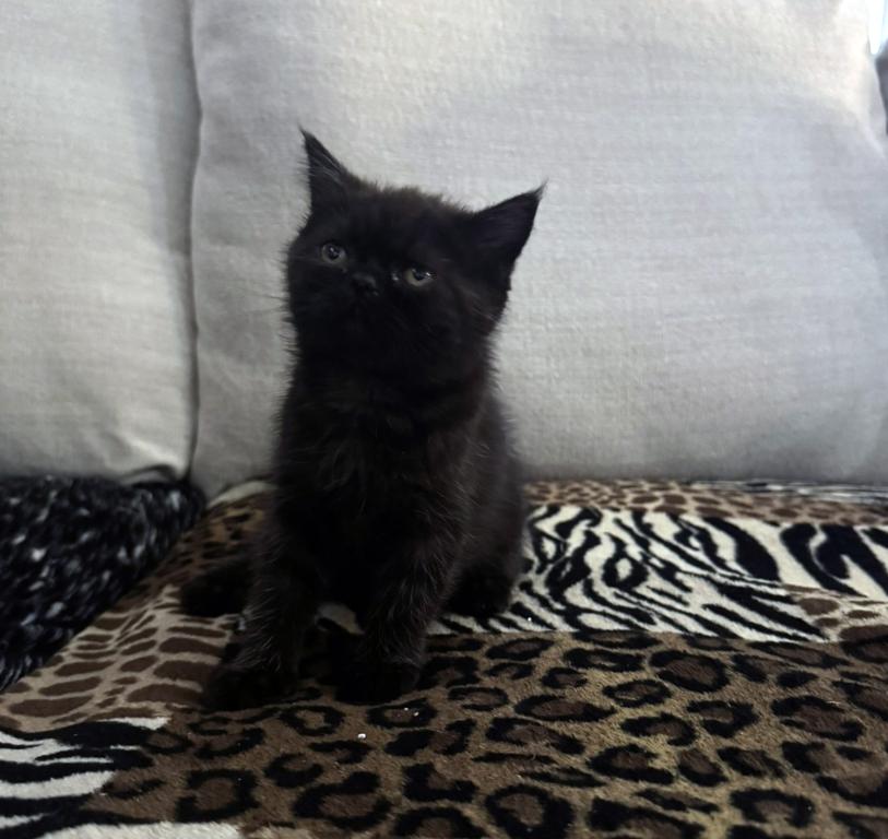 Cocoa Is A Lovely Female Black Ghost Tabby photo 4