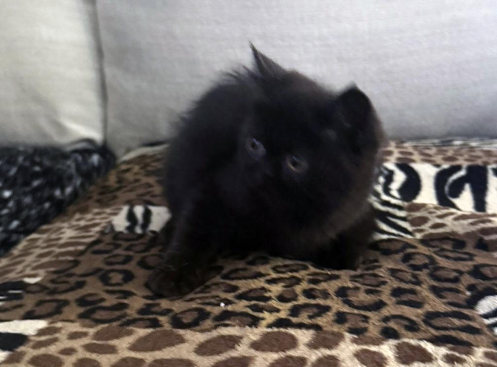 Cocoa Is A Lovely Female Black Ghost Tabby photo 6
