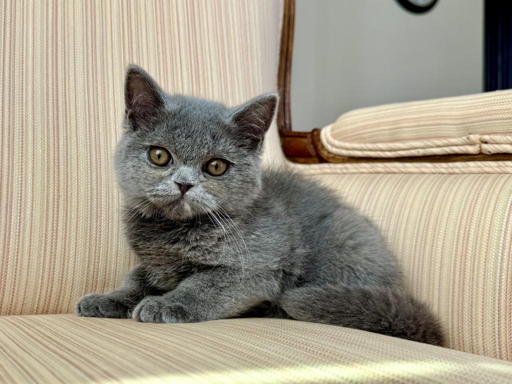 British Blue Female photo 2