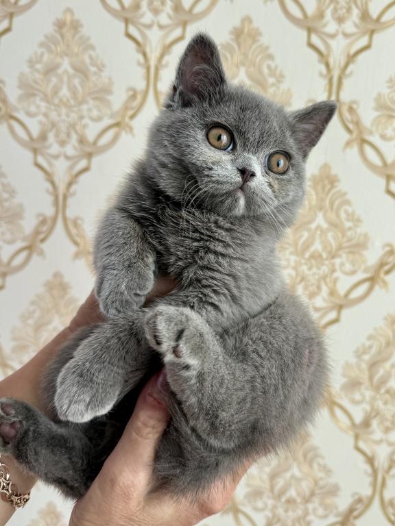 British Blue Female photo 3
