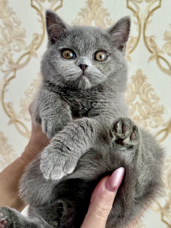British Blue Female photo 4