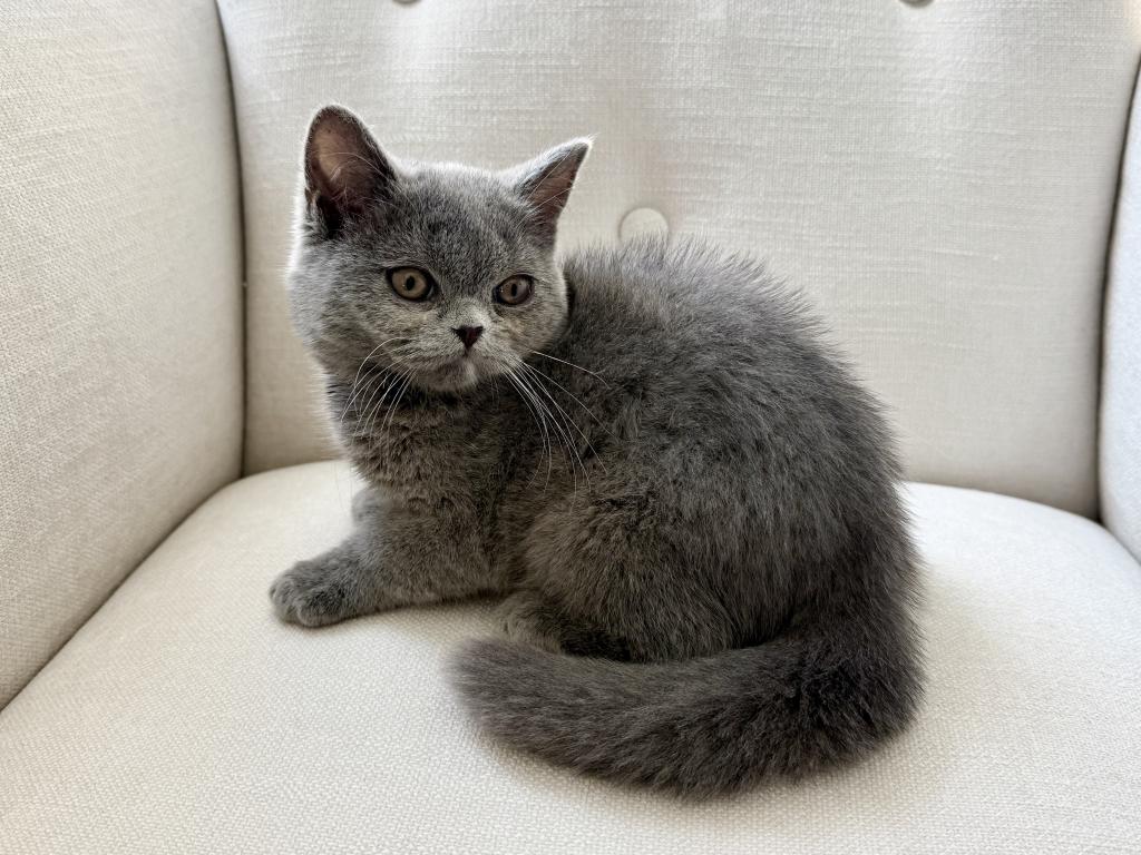 British Blue Female photo 1