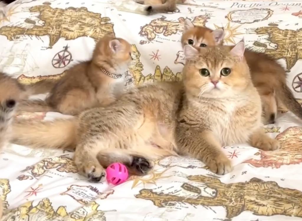 British Shorthair Golden Female Retiring photo 1