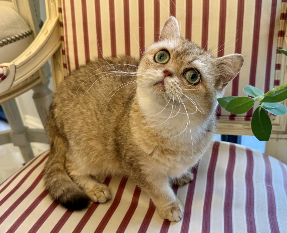 British Shorthair Golden Female Retired photo 3
