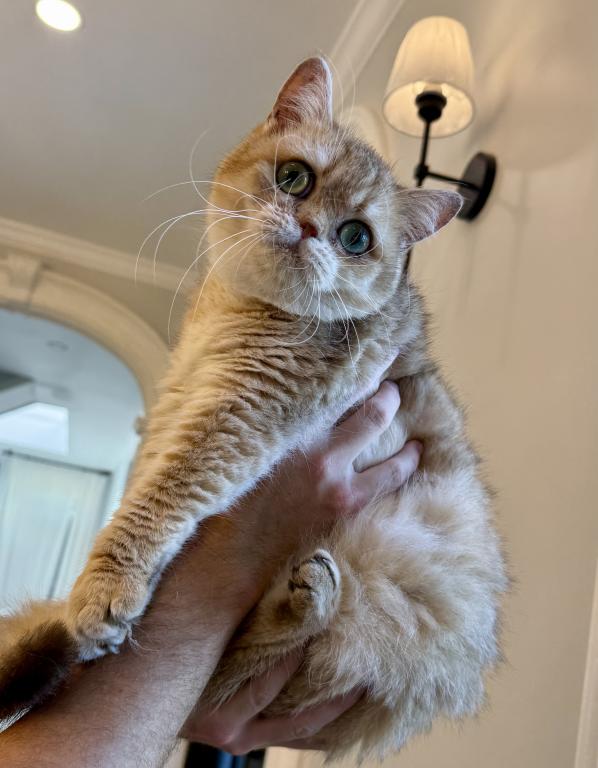 British Shorthair Golden Female Retired photo 2