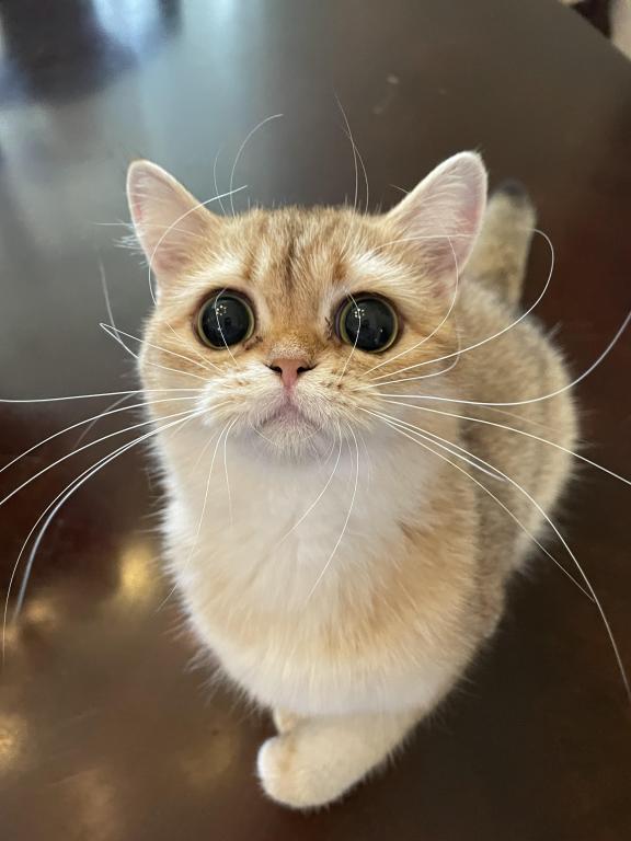 British Shorthair Golden Female Retired photo 1