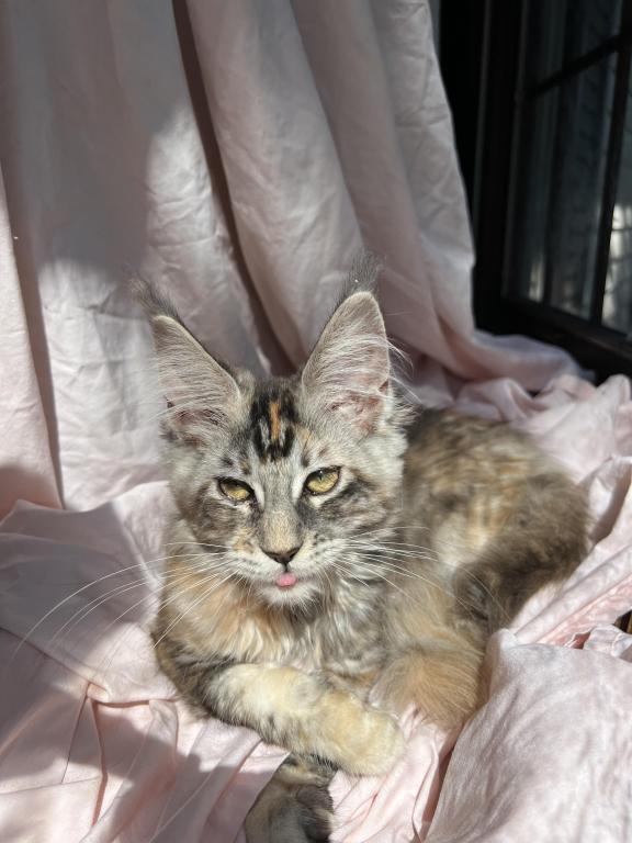 Irene Litter I photo 7