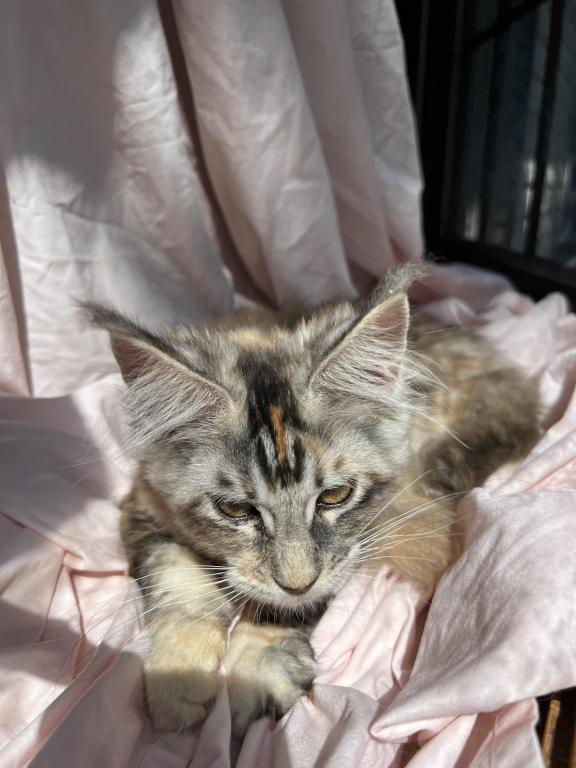 Irene Litter I photo 5